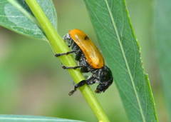 Labidostomis pallidipennis