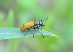 Labidostomis pallidipennis