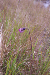 Cirsium sieboldii