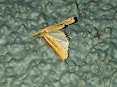 Crambidae