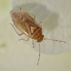 Tropidosteptes pacificus