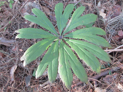 Syneilesis palmata