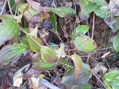 Tricyrtis macropoda