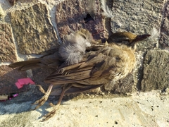 Turdus merula