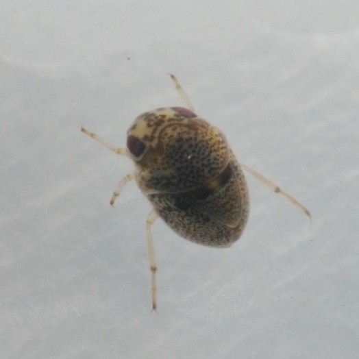 Hemispherical Backswimmers
