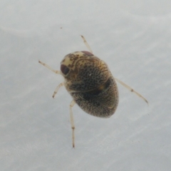 Helotrephidae