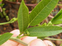 Sphenostylis angustifolia