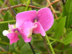 Sphenostylis angustifolia