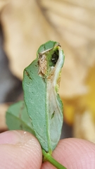 Phyllonorycter medicaginella