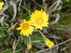 Asteraceae