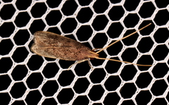 Lecithocera imprudens