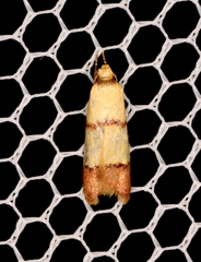 Heteroteucha distephana