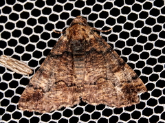 Cryphaea xylina