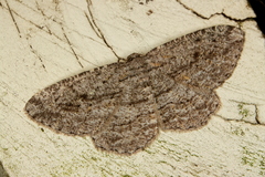 Zermizinga sinuata