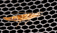 Trachydora chrysodoxa