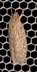 Phylomictis sarcinopa