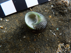 Chlorodiloma adelaidae