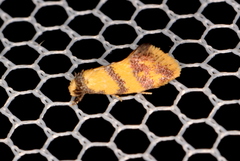 Psaroxantha calligenes