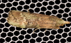 Heteromicta tripartitella