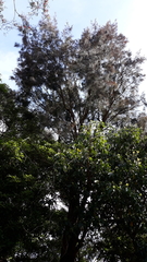 Allocasuarina torulosa