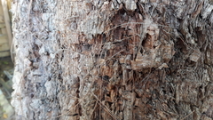 Allocasuarina torulosa