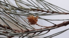 Allocasuarina torulosa
