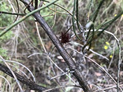 Allocasuarina mackliniana