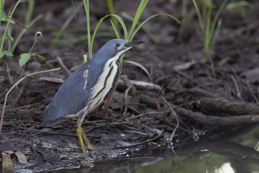 Dwarf Bittern photo
