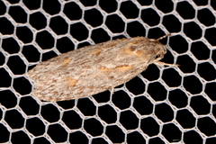 Phylomictis sarcinopa