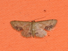 Idaea chotaria
