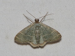 Lophophleps triangularis