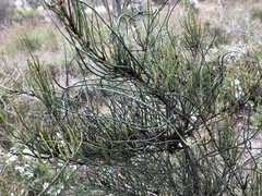 Allocasuarina mackliniana