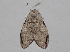 Stauroplitis accomodus