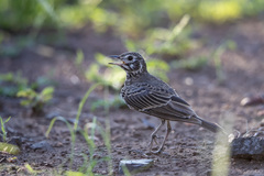 Pinarocorys nigricans