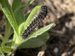 Vanessa itea