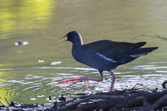 Paragallinula angulata
