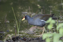 Paragallinula angulata