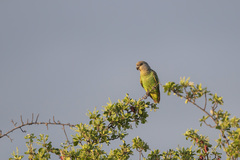 Poicephalus cryptoxanthus