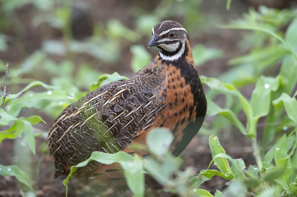Harlequin Quail