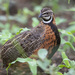 Harlequin Quail - Photo (c) Niall Perrins, some rights reserved (CC BY-NC), uploaded by Niall Perrins