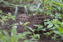 Coturnix delegorguei