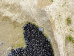 Brachidontes rostratus