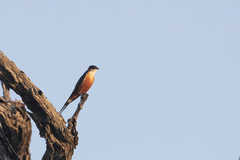 Cecropis senegalensis