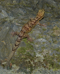 Bavayia sauvagii