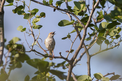 Calamonastes stierlingi
