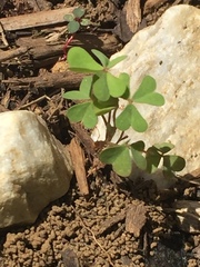 Oxalis corniculata