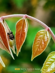 Oplodontha rubrithorax