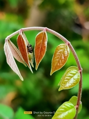 Oplodontha rubrithorax