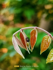 Oplodontha rubrithorax