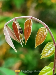Oplodontha rubrithorax